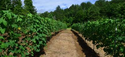 گیاه بالارونده لیف، Egyptian luffa fruit، گیاه علفی یکساله ای است با ساقه های رونده و بالارونده، که طول آن تا 10 متر هم می رسد.